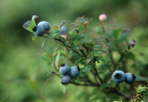 Newfoundland Blueberries