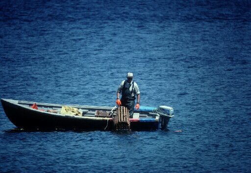 Lobsters are caught in Newfoundland