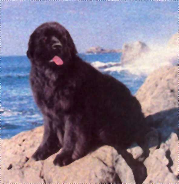 Newfoundland Dog